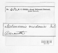 Pseudovalsella modonia image